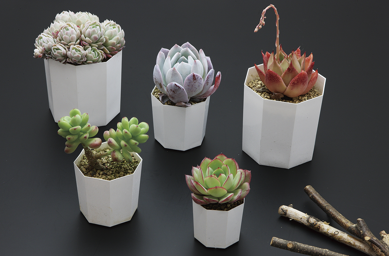 大田原ブランド「おひさま苗」